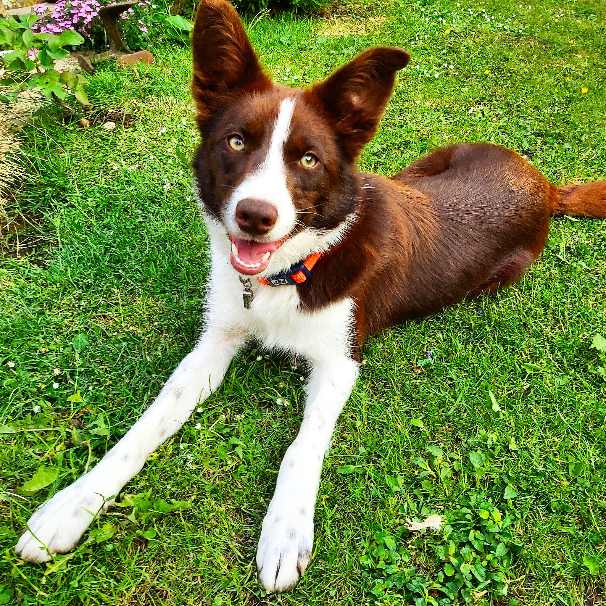 Marble joined the competition — help win amazing prizes! canidae, carnivore, collar, companion_dog, dog, dog_breed, grass, groundcover, herding_dog, plant, sporting_group, tail, terrestrial_animal, working_animal, working_dog