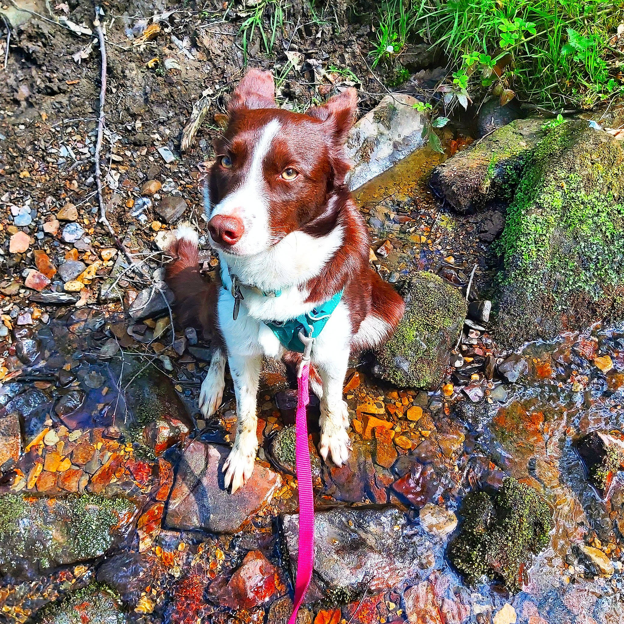 Marble joined the competition — help win amazing prizes! adventure, art, autumn, canidae, carnivore, companion_dog, dog, dog_breed, fawn, grass, groundcover, leaf, liver, plant, snout, soil, sporting_group, tail, walking, whiskers