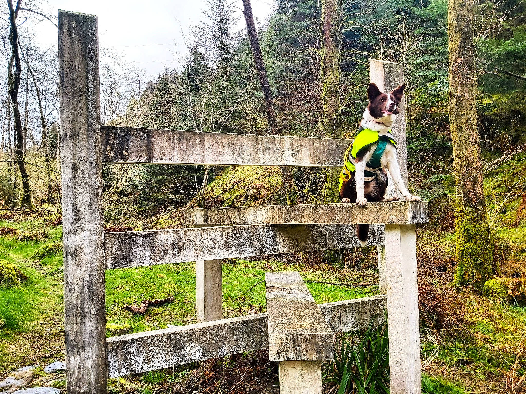 Marble is registered to the contest to win money with this photo: biome, fence, forest, garden, grass, landscape, leisure, natural_landscape, pasture, plant, recreation, shrub, sky, split_rail_fence, trail, tree, wildlife, wood, woodland, woody_plant