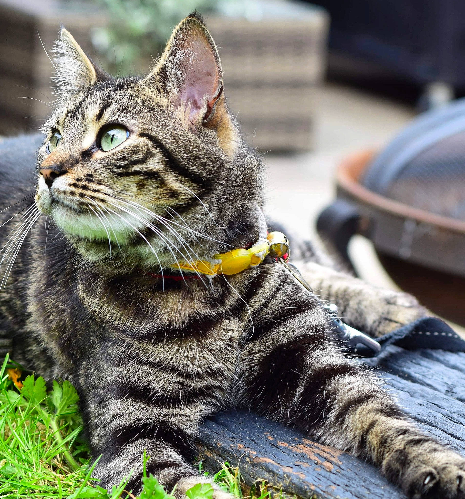 Bonzo is registered to the contest to win money with this photo: carnivore, cat, claw, domestic_short_haired_cat, felidae, fur, grass, paw, photo_caption, sitting, small_to_medium_sized_cats, snout, tail, terrestrial_animal, whiskers, wildlife