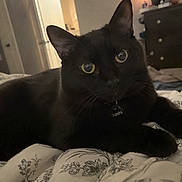 Sushi joined the competition — help win amazing prizes! cat, black_cat, pet, feline, animal, indoors, bed, bedroom, blanket, floral, black_fur, green_eyes, collar, name_tag, lying_down, lounging, portrait, whiskers, ears, home