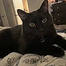 cat, black_cat, pet, feline, animal, indoors, bed, bedroom, blanket, floral, black_fur, green_eyes, collar, name_tag, lying_down, lounging, portrait, whiskers, ears, home