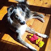 Maya a rejoint le concours — aidez-le/la à gagner de superbes lots ! blue_eye, bright, brown_eye, canine, colorful, companion, dog, fur, heterochromia, indoor, laying_down, pet, playful, relaxed, shadow, stuffed_animal, sunlight, teddy_bear, toy, wooden_floor