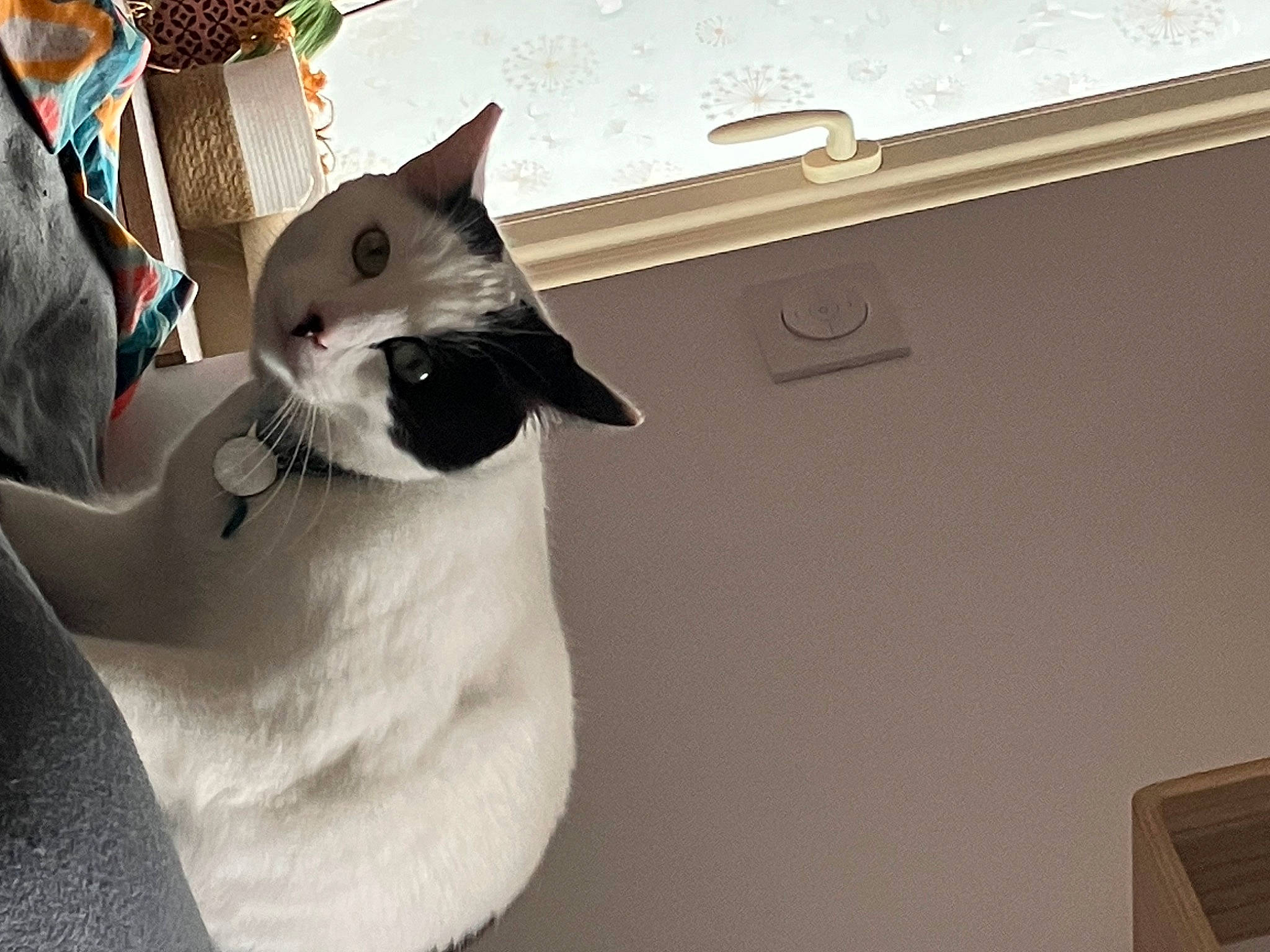 Oreo participe au concours pour gagner de l'argent avec cette photo : carnivore, cat, ceiling, comfort, domestic_short_haired_cat, ear, felidae, formal_wear, fur, metal, paper_product, paw, room, small_to_medium_sized_cats, snout, tail, whiskers, window, wood