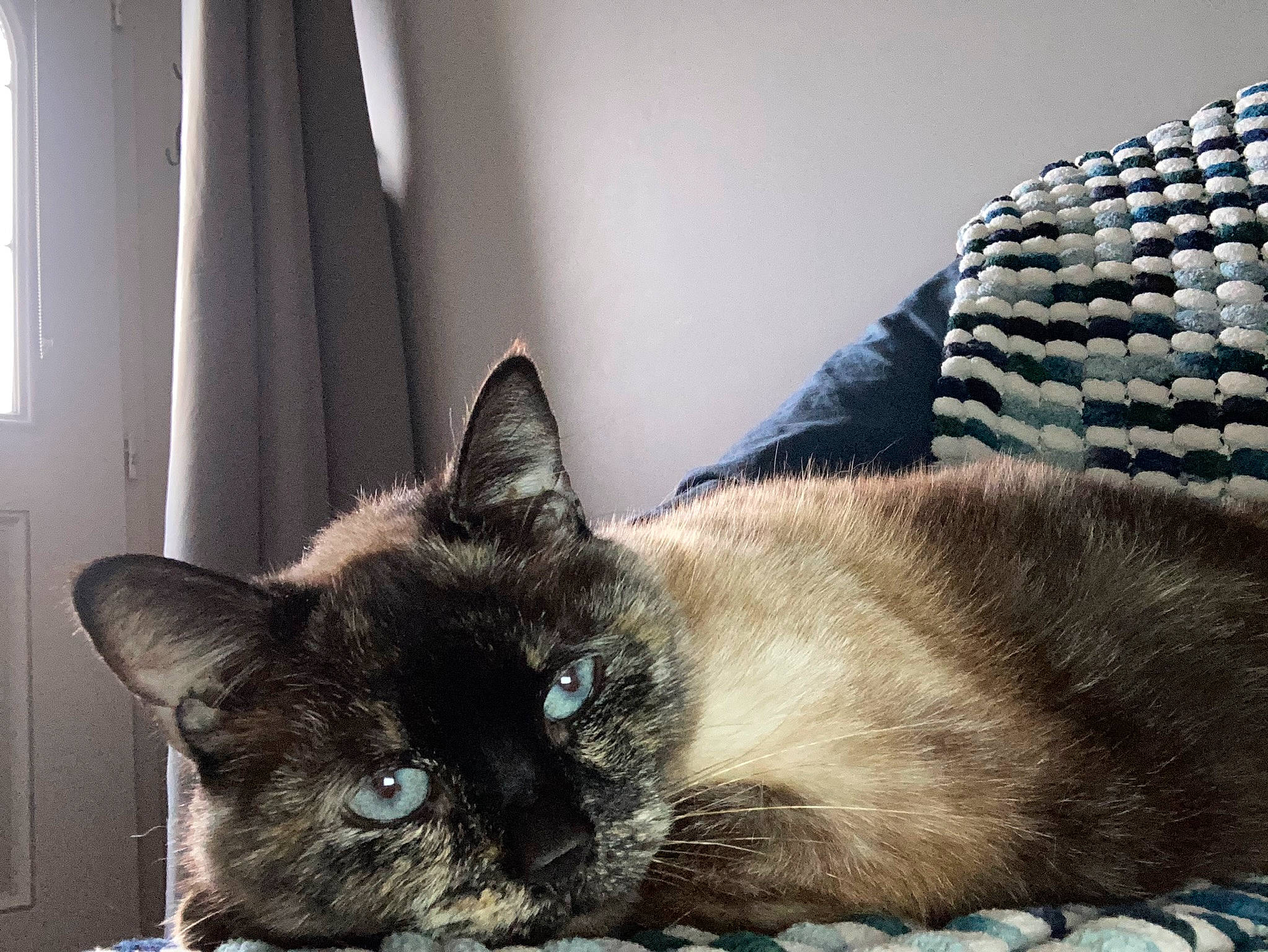 Izy participe au concours pour gagner de l'argent avec cette photo : carnivore, cat, cat_supply, claw, comfort, curtain, domestic_short_haired_cat, felidae, fur, linens, nap, room, siamese, small_to_medium_sized_cats, snout, tail, textile, whiskers, window, window_treatment