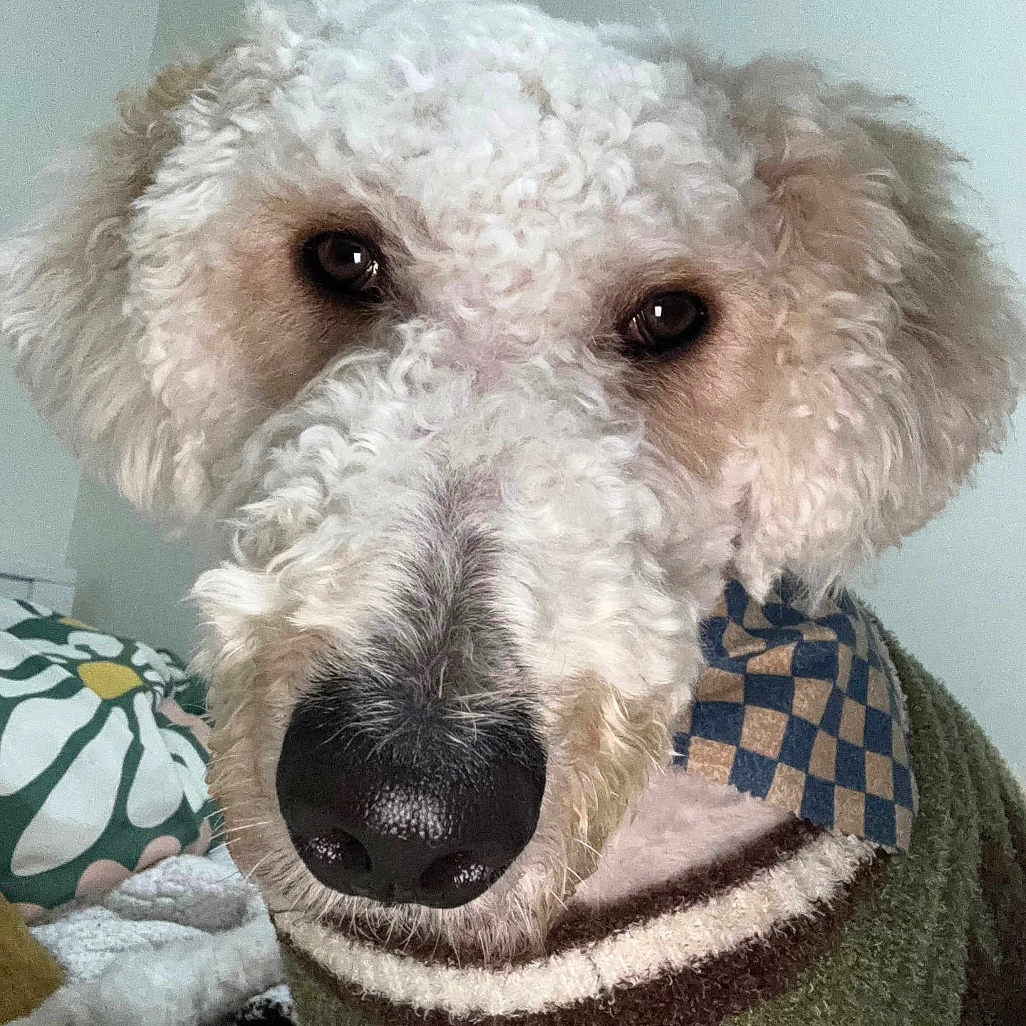 Teddy joined the competition — help win amazing prizes! animal, blanket, canine, couch, cushion, dog, dogbed, furniture, homedecor, indoors, pet, pillow, poodle, puppy, snout, terrier, whitedog
