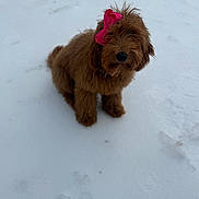 Dolly Ann is registered to the contest to win money with this photo: adorable, animal, bow, brown_dog, canine, cute, dog, fluffy, fur, fur_texture, outdoor, pet, pink_bow, portrait, sitting, small_dog, snow, snowy_ground, winter, winter_clothing