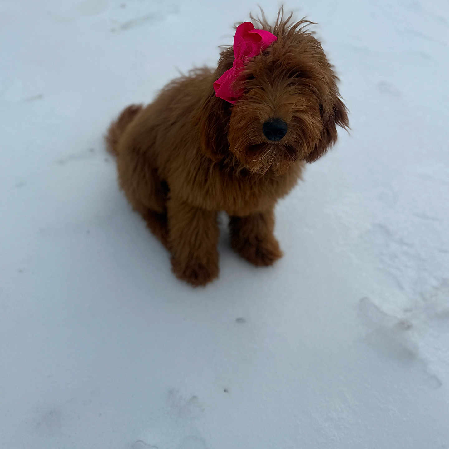 Dolly Ann