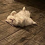 Olli is registered to the contest to win money with this photo: cat, white_cat, fluffy, lying_down, floor, wooden_floor, indoor, pet, relaxed, cute, animal, feline, whiskers, paws, home, cozy, fur, resting, sleepy, playful