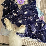 Olli joined the competition — help win amazing prizes! cat, blanket, bed, fur, mask, white_cat, cozy, paws, tail, stars_pattern, indoor, home, soft, cute, animal, pet, resting, fabric, colorful, playful
