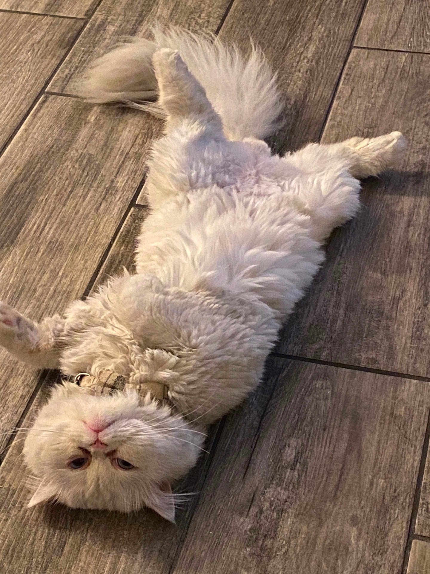 Olli is registered to the contest to win money with this photo: cat, fluffy, white, pet, lying_down, floor, wooden_floor, relaxed, domestic_animal, indoor, fur, tail, cute, animal, whiskers, collar, looking_up, playful, resting, feline