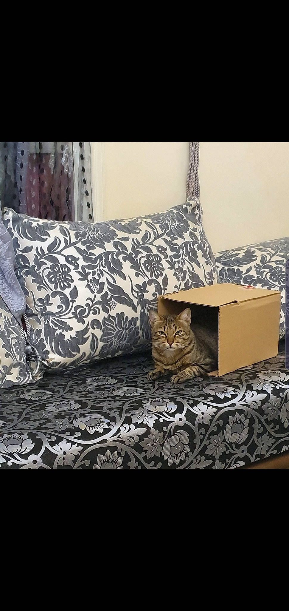 Simba a rejoint le concours — aidez-le/la à gagner de superbes lots ! bed_sheet, bedding, bedroom, cat, couch, cushion, duvet_cover, floor, furniture, home_accessories, house, interior_design, linens, living_room, pillow, rectangle, room, slipcover, studio_couch, textile