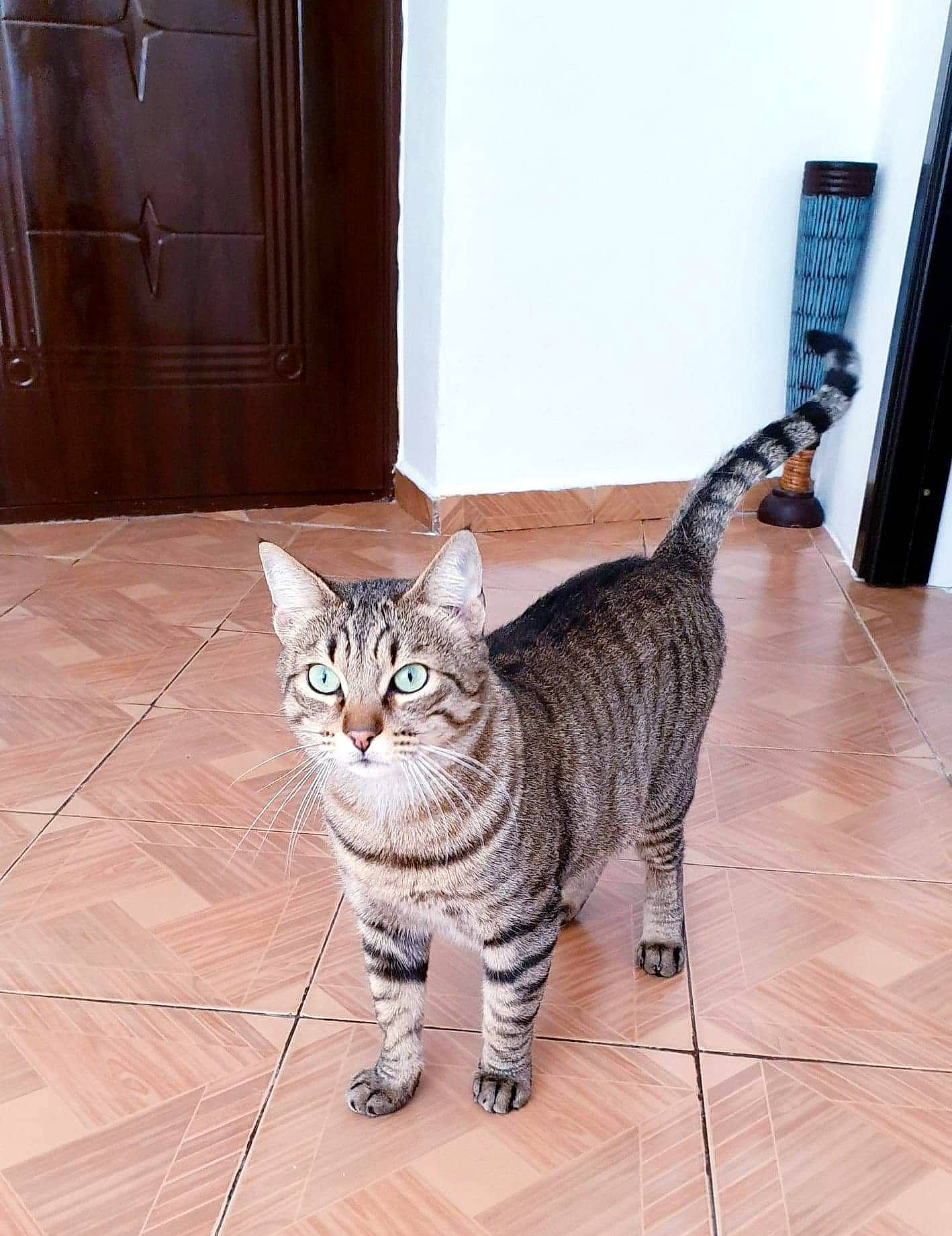 Simba a rejoint le concours — aidez-le/la à gagner de superbes lots ! american_shorthair, asian, carnivore, cat, domestic_short_haired_cat, dragon_li, egyptian_mau, european_shorthair, felidae, floor, flooring, kitten, laminate_flooring, mammal, ocicat, small_to_medium_sized_cats, tabby_cat, tail, vertebrate, whiskers