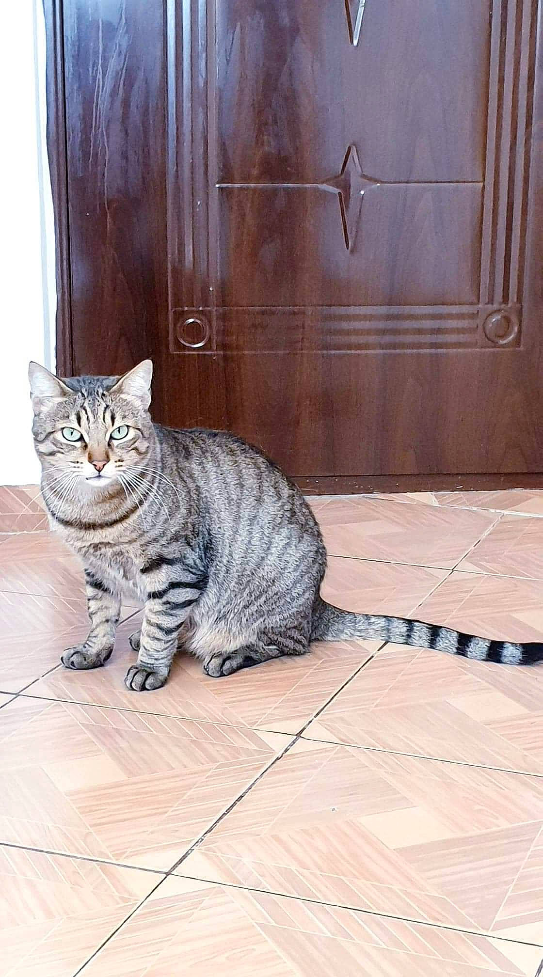 Simba a rejoint le concours — aidez-le/la à gagner de superbes lots ! american_shorthair, asian, california_spangled, carnivore, cat, domestic_short_haired_cat, dragon_li, egyptian_mau, european_shorthair, felidae, floor, flooring, kitten, mammal, ocicat, small_to_medium_sized_cats, tabby_cat, vertebrate, whiskers, wood