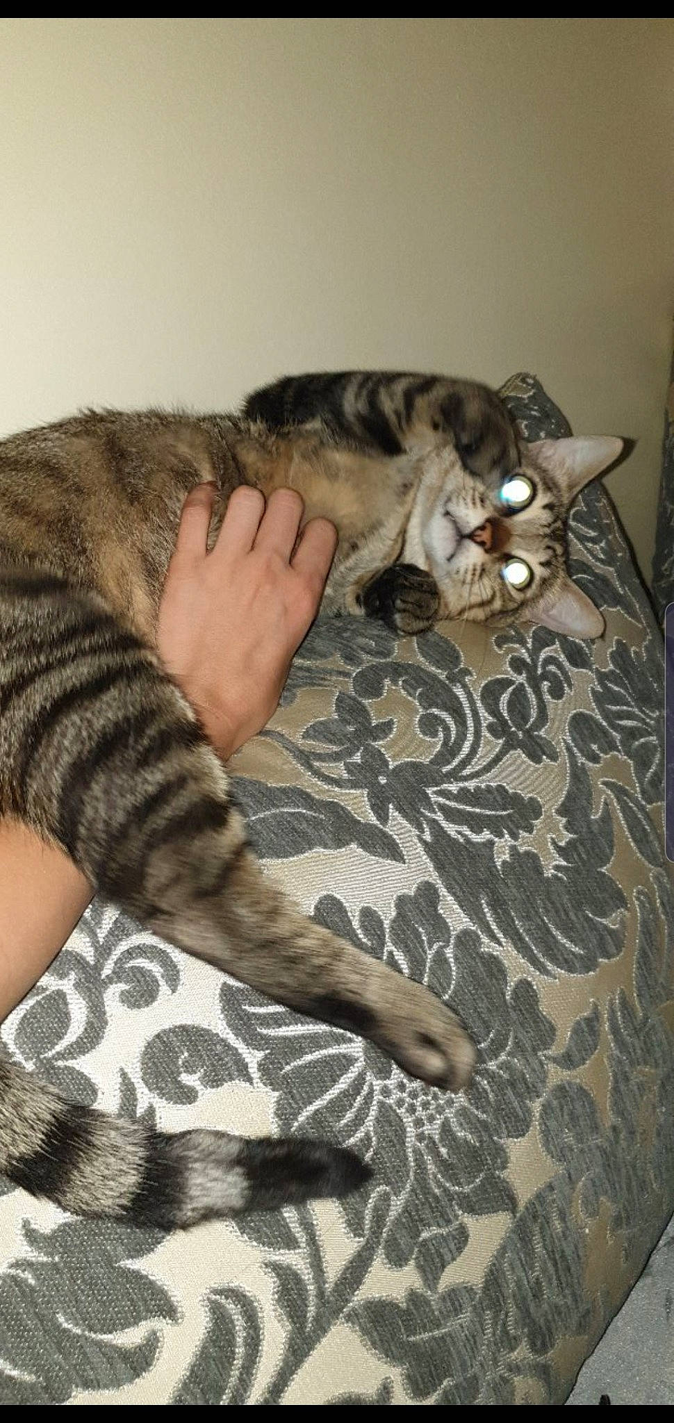 Simba a rejoint le concours — aidez-le/la à gagner de superbes lots ! american_shorthair, asian, carnivore, cat, chausie, domestic_short_haired_cat, dragon_li, egyptian_mau, european_shorthair, felidae, fur, kitten, mammal, ocicat, pixie_bob, small_to_medium_sized_cats, sokoke, tabby_cat, toyger, whiskers