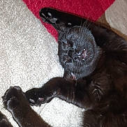 Wednesday joined the competition — help win amazing prizes! animal, black_cat, carpet, cat, close_up, cozy, cute, domestic_cat, feline, fur, indoor, lying_down, mammal, paw, pet, relaxed, resting, sleeping, teeth, whiskers