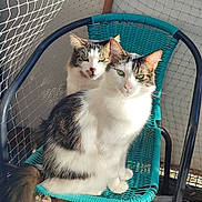 Truffe a rejoint le concours — aidez-le/la à gagner de superbes lots ! cat, animal, pet, feline, chair, woven_chair, turquoise, outdoor, sunlight, fur, green_eyes, two_animals, sitting, closeup, portrait, domestic_cat, resting, looking_at_camera, cute, whiskers