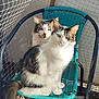 cat, animal, pet, feline, chair, woven_chair, turquoise, outdoor, sunlight, fur, green_eyes, two_animals, sitting, closeup, portrait, domestic_cat, resting, looking_at_camera, cute, whiskers