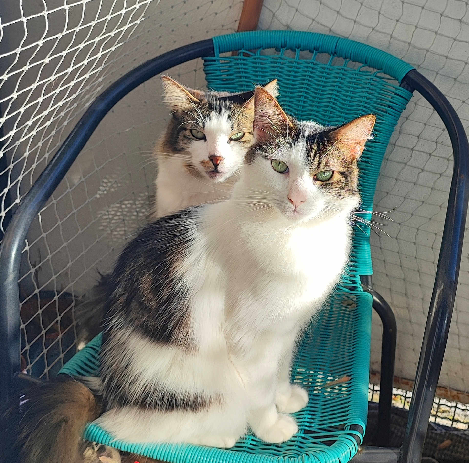 Truffe a rejoint le concours — aidez-le/la à gagner de superbes lots ! cat, animal, pet, feline, chair, woven_chair, turquoise, outdoor, sunlight, fur, green_eyes, two_animals, sitting, closeup, portrait, domestic_cat, resting, looking_at_camera, cute, whiskers