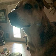 Angel joined the competition — help win amazing prizes! dog, indoor, furniture, door, shadow, backlight, tile_floor, table, chair, living_room, pet, animal, household, window, decor, wall_art, floor, quiet, seated, mammal