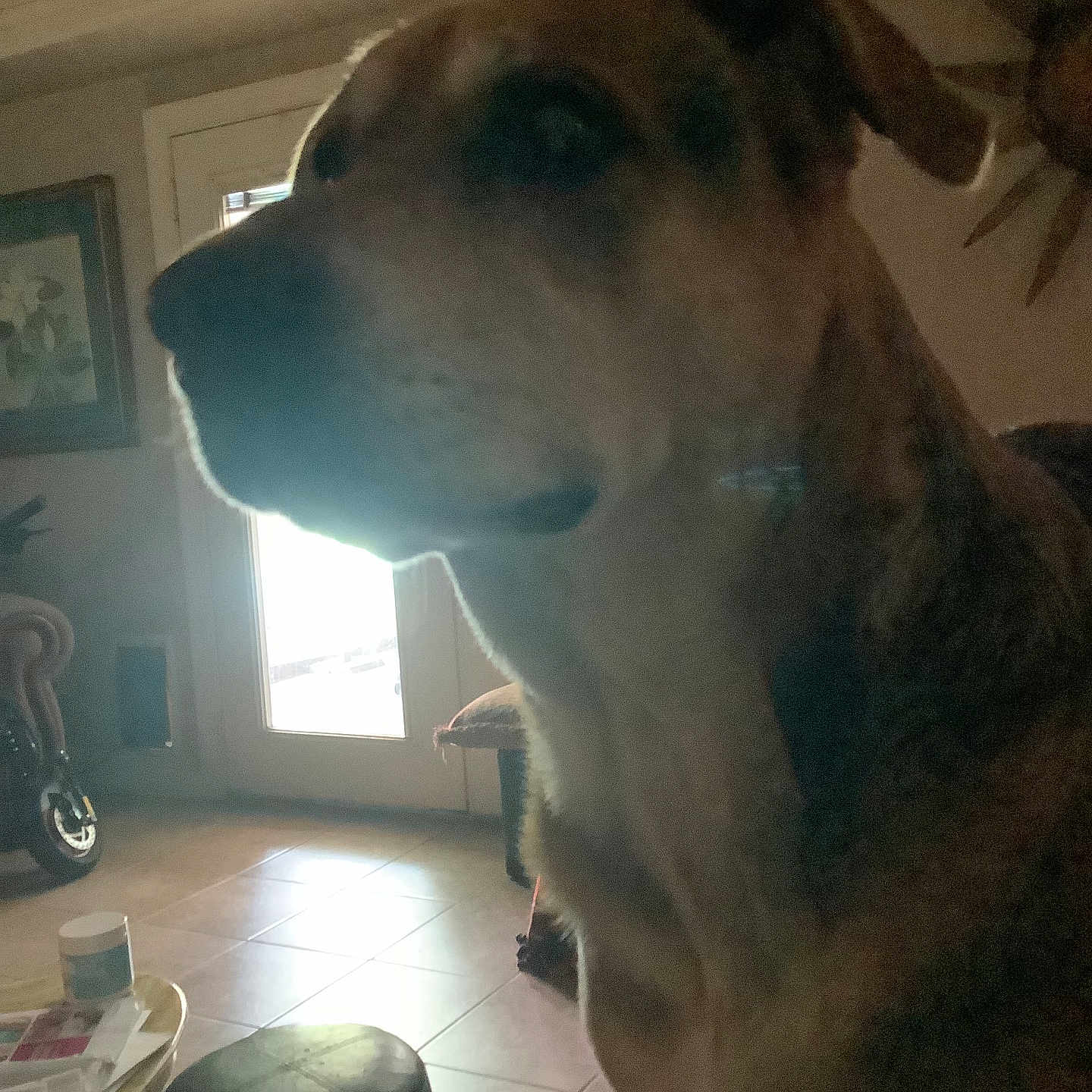 Angel joined the competition — help win amazing prizes! animal, backlight, chair, decor, dog, door, floor, furniture, household, indoor, living_room, mammal, pet, quiet, seated, shadow, table, tile_floor, wall_art, window