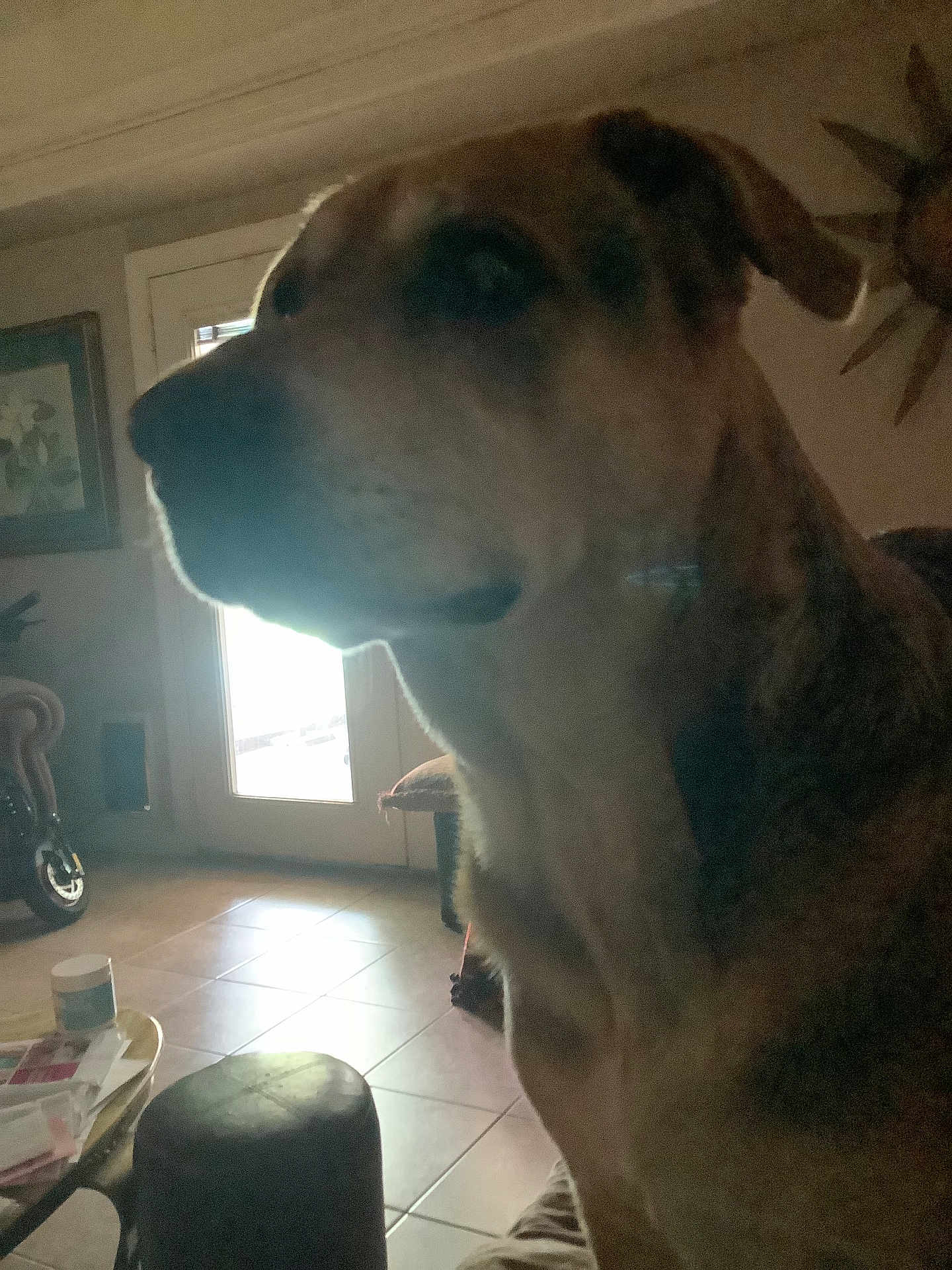 Angel joined the competition — help win amazing prizes! dog, indoor, furniture, door, shadow, backlight, tile_floor, table, chair, living_room, pet, animal, household, window, decor, wall_art, floor, quiet, seated, mammal