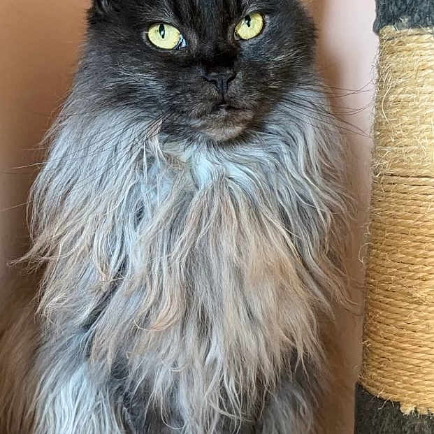 Nala