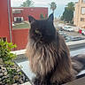 Nala participe au concours pour gagner de l'argent avec cette photo : animal, balcony, building, car, cat, cloudy_sky, feline, green_eyes, ivy, long_hair, outdoor, palm_tree, pet, plant, rocks, sitting, street, tree, urban, window