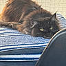 animal, black_cat, cat, chair, close_up, cozy, fluffy, fur, furniture, green_eyes, home, indoor, lazy, pet, portrait, relaxed, resting, stacked_towels, striped_towel, towel