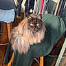 Nala participe au concours pour gagner de l'argent avec cette photo : balcony, casual, cat, clothing, domestic_animal, drying_rack, fluffy_cat, furniture, home, indoor_plant, jacket, pet, reflection, relaxed, socks, stool, sunlight, window, wooden_floor, yellow_eyes