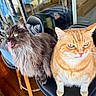 animal, cat, closeup, companions, curious, domestic, feline, fluffy_fur, gray_cat, grumpy, household, indoor, orange_tabby, pet, playful, seated, stool, tongue_out, two_animals, wooden_floor
