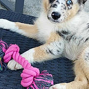 Loki a rejoint le concours — aidez-le/la à gagner de superbes lots ! animal, ball, canine, chair, dog, eskimodog, face, football, furniture, head, husky, indoors, interiordesign, person, pet, photography, portrait, puppy, purple, table