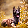 Laya a rejoint le concours — aidez-le/la à gagner de superbes lots ! animal, bodypart, canine, dog, germanshepherd, mouth, person, pet, policedog, puppy, terrier, tongue