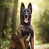 animal, background_blur, belgian_malinois, black, brown, canine, collar, dog, ears, focus, forest, fur, happy, nature, outdoor, panting, pet, portrait, sitting, sunlight
