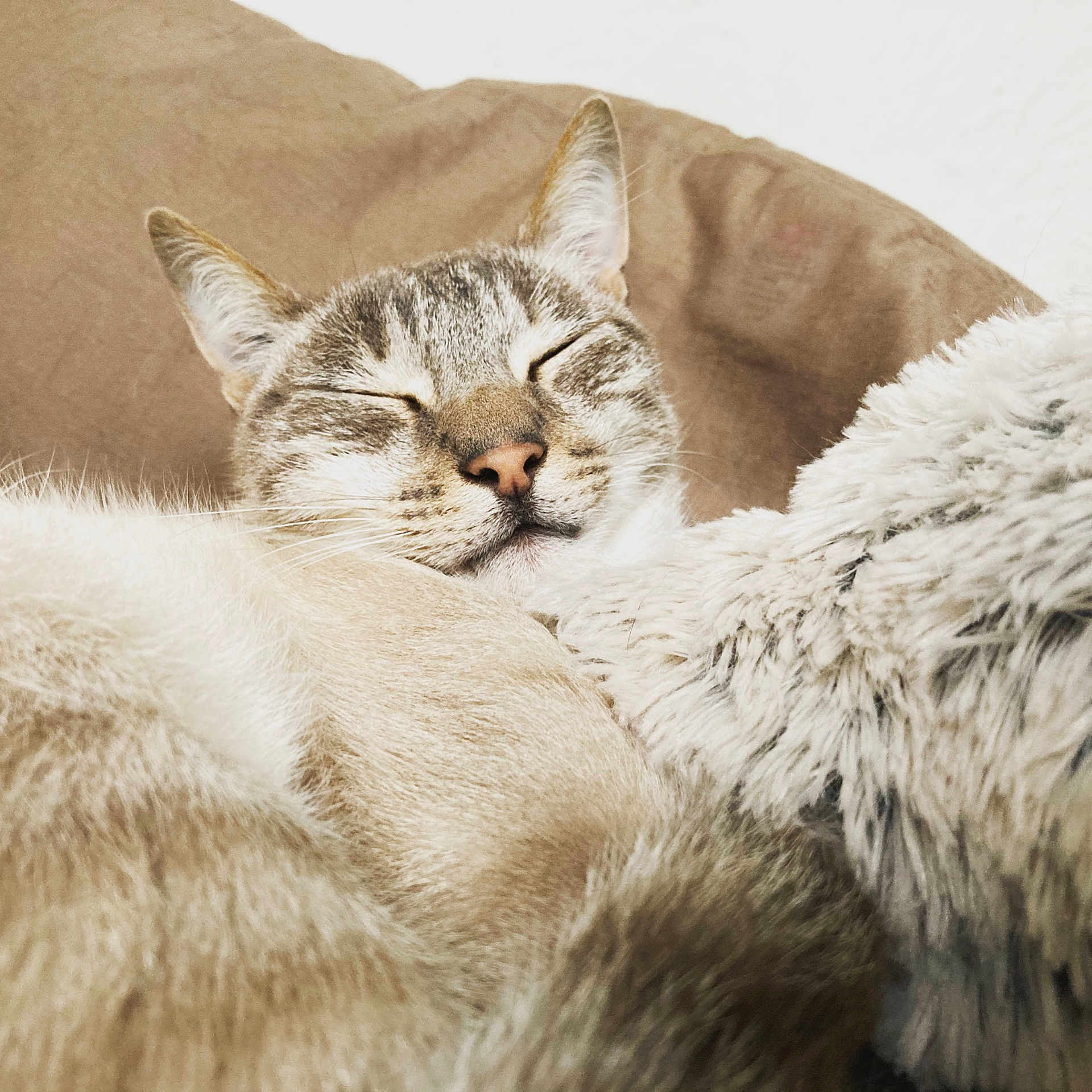 Titi