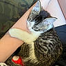 Big Gulp is registered to the contest to win money with this photo: accessories, animal, ankle, arm, bodypart, bracelet, cat, clothing, couch, footwear, furniture, jewelry, kitten, manx, person, pet, shoe, skin, sleeping, tattoo