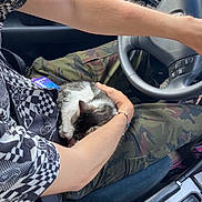 Big Gulp joined the competition — help win amazing prizes! accessories, adult, alloywheel, animal, belt, canine, car, carwheel, cat, female, kitten, machine, person, pet, spoke, tire, transportation, vehicle, wheel, woman