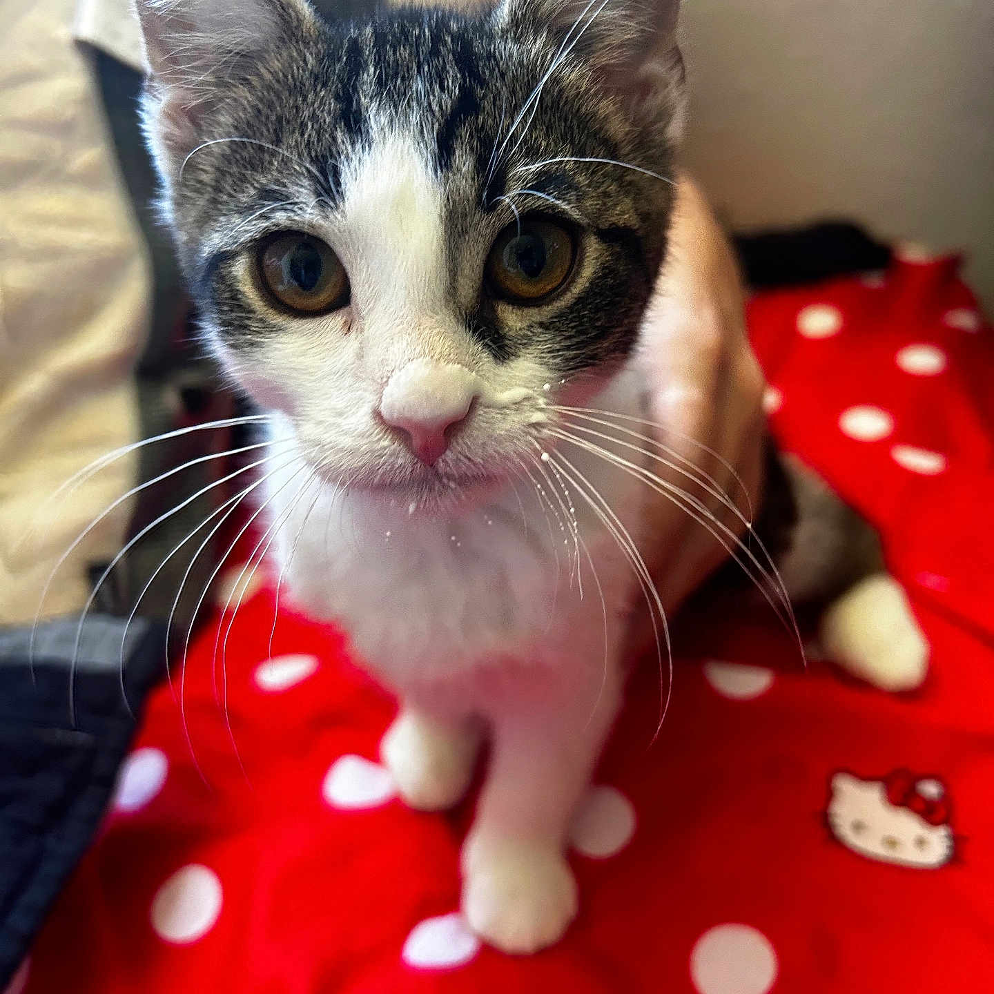 Big Gulp is registered to the contest to win money with this photo: abyssinian, angora, animal, applique, blanket, cat, clothing, couch, cushion, dress, furniture, homedecor, kitten, manx, pattern, pet, polkadot, quilt, siamese