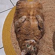 Lilou participe au concours pour gagner de l'argent avec cette photo : animal, cat, curious, cute, domestic_cat, ears, floor, fur, green_eyes, home, indoor, lying_down, mammal, pet, playful, relaxed, resting, rug, tabby, whiskers