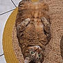 animal, cat, curious, cute, domestic_cat, ears, floor, fur, green_eyes, home, indoor, lying_down, mammal, pet, playful, relaxed, resting, rug, tabby, whiskers