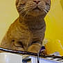 animal, appliance, cat, close_up, curious, cute, domestic_animal, eyes, face, feline, fur, ginger_cat, household, indoor, kitchen, mammal, pet, tabletop, whiskers, yellow_background