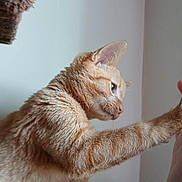 Jonsey joined the competition — help win amazing prizes! animal, cat, closeup, curious, domestic_cat, ear, feline, fur, ginger_cat, human_hand, indoor, interaction, paw, pet, playful, reaching, side_view, soft_light, wall, whiskers