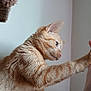 animal, cat, closeup, curious, domestic_cat, ear, feline, fur, ginger_cat, human_hand, indoor, interaction, paw, pet, playful, reaching, side_view, soft_light, wall, whiskers