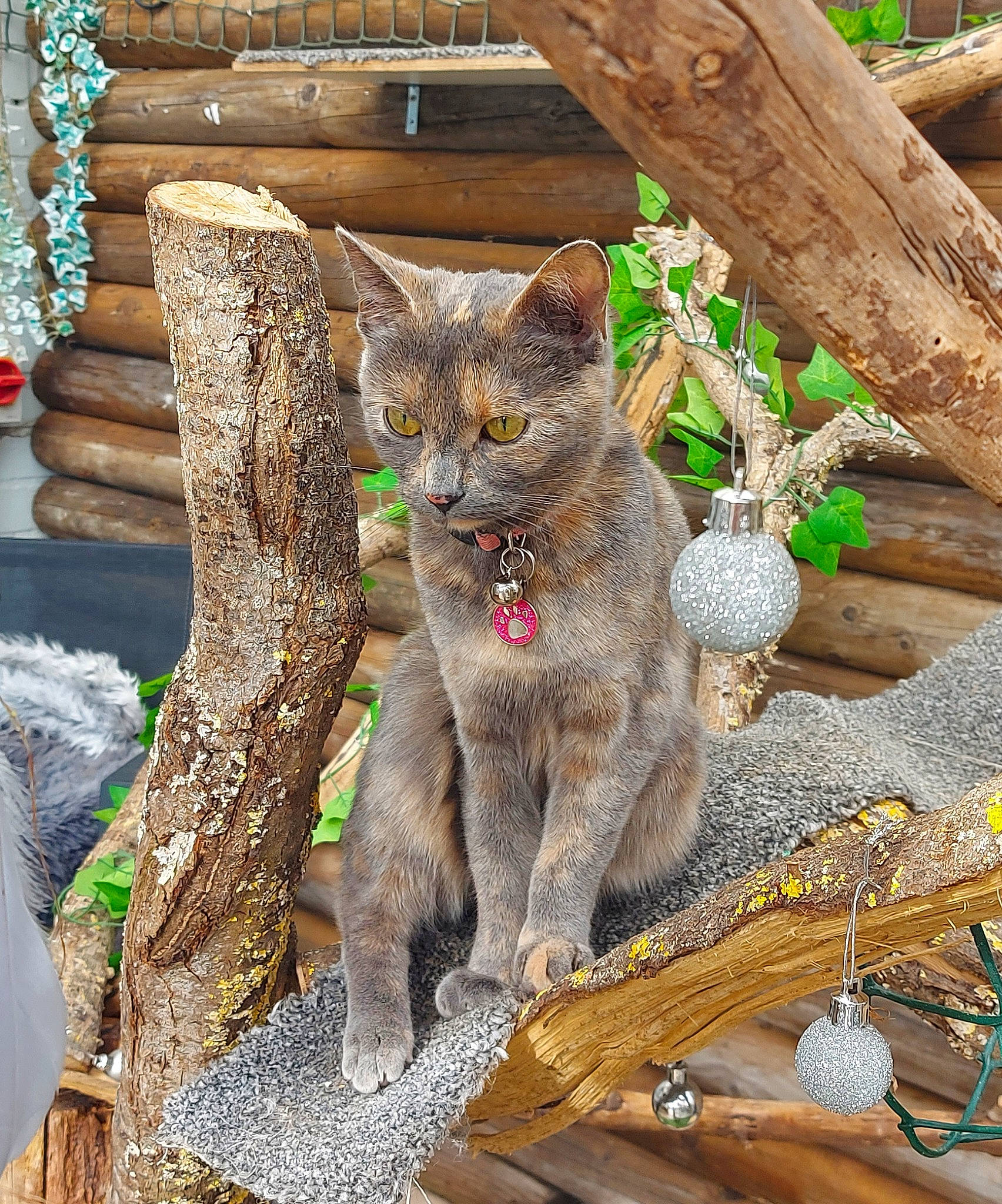 Bitsy is registered to the contest to win money with this photo: basket, carnivore, cat, claw, domestic_short_haired_cat, felidae, fur, groundcover, plant, russian_blue, sitting, small_to_medium_sized_cats, tail, terrestrial_animal, tree, trunk, twig, whiskers, wood