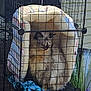 cat, pet_bed, cage, furry, fluffy, cozy, animal, indoor_outdoor, blanket, resting, relaxed, cushion, wire_mesh, feline, quiet, comfort, home, domestic, fur, animal_care