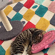 Aya participe au concours pour gagner de l'argent avec cette photo : cat, tabby, sleeping, shoe, pink, scratching_post, rug, colorful, patterned, toy, floor, indoor, pet, cozy, paw, whiskers, relaxed, animal, feline, resting