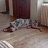 dog, indoor, wooden_floor, radiator, cabinet, resting, pet, canine, collar, brown, spots, flooring, relaxed, animal, domestic, home, quiet, furniture, window, light