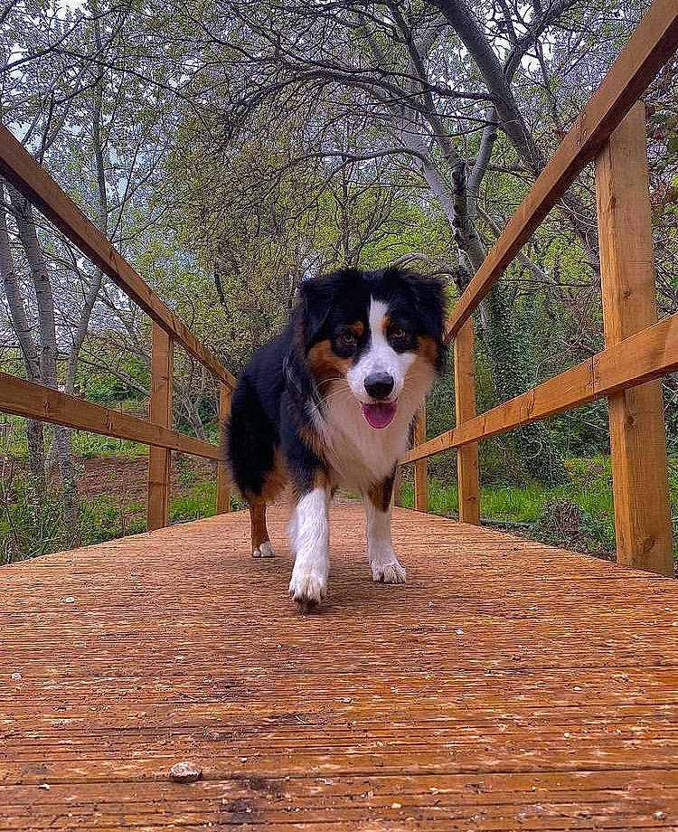 Marcus a rejoint le concours — aidez-le/la à gagner de superbes lots ! bernese_mountain_dog, canidae, carnivore, companion_dog, dog, dog_breed, fence, hardwood, herding_dog, home_fencing, outdoor_furniture, plant, sky, split_rail_fence, sporting_group, tail, tree, wood, working_animal, working_dog