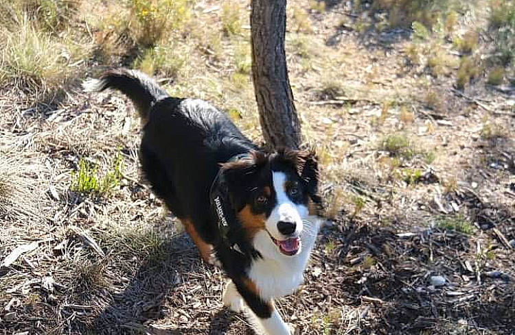 Marcus a rejoint le concours — aidez-le/la à gagner de superbes lots ! adventure, border_collie, canidae, carnivore, collar, companion_dog, dog, dog_breed, grass, herding_dog, natural_landscape, plant, snout, soil, sporting_group, tail, terrestrial_animal, wildlife, working_animal, working_dog