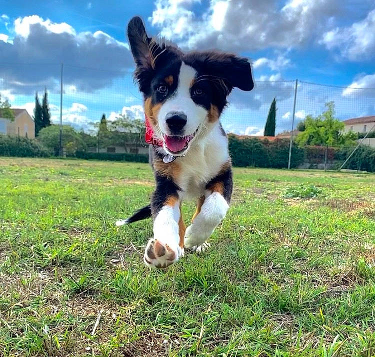 Marcus a rejoint le concours — aidez-le/la à gagner de superbes lots ! adventure, canidae, carnivore, cloud, companion_dog, dog, dog_breed, grass, herding_dog, paw, plant, puppy, recreation, sky, snout, sporting_group, tail, tree, walking, working_dog